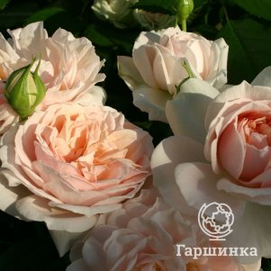 

Роза Гарден оф Розес, Кордес