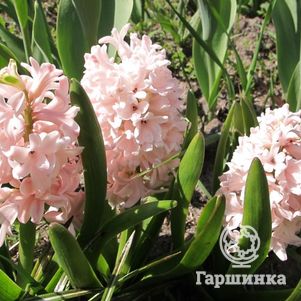 

Гиацинт Чайна Пинк 3шт