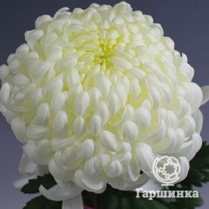 Хризантема Виена Вайт