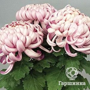 Хризантема Виена Пинк
