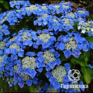 

Гортензия Блаумайзе крупнолистная (макрофила)