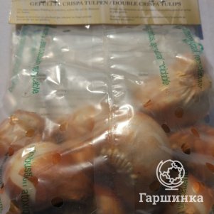 

Тюльпан Фейри Дрим 4шт махровый бахромчатый