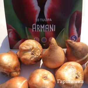 

Тюльпан Армани Триумф 5шт