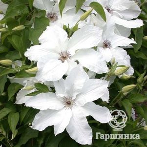 Клематис Бьютифул Брайд крупноцветковый (2)