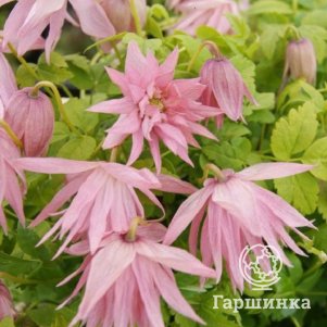 

Клематис (Княжик) Кантри Роуз (Розовая страна) махровый (1)