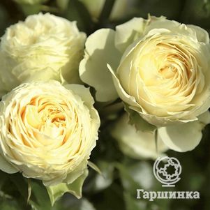 Роза Лемон Рококо флорибунда, Тантау, цвет 6 см