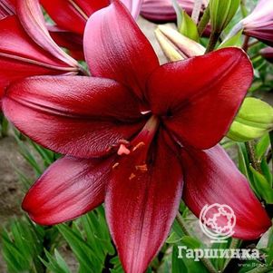 

Лилия Динамикс ЛА-гибрид