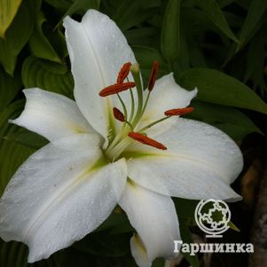 Лилия Замбези ОТ-гибрид