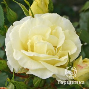 

Роза Лимона чайно-гибридная, Кордес
