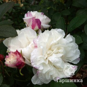 Роза Луиза Багнет канадская парковая