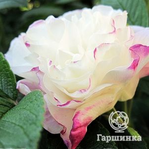 Роза Луиза Багнет канадская парковая к/c, цвет 8 см - фото 1