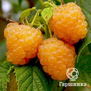 Малина Абрикосовая желтая