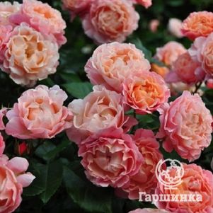 Роза Мари Кюри, Мейян, цвет 10 см