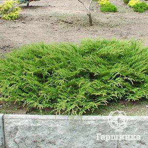 

Микробиота перекрестнопарная Лукас