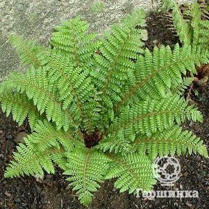 

Многорядник Брауна (папоротник)