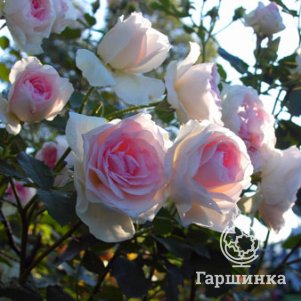 Роза Морден Блаш канадская парковая