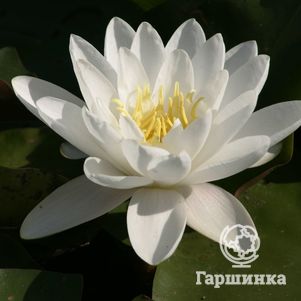 

Нимфея (Кувшинка) Альба