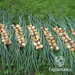 

Лук озимый Радар 0.5кг