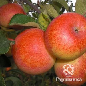 

Яблоня Поливитаминное