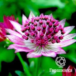 Астранция крупная Примадонна, цвет 10 июля-25 августа