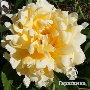 

Роза Раффлс Куин, Интерплант
