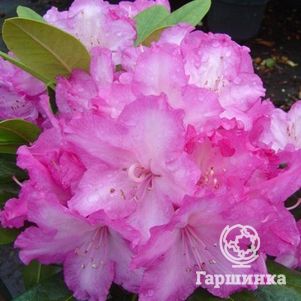 

Рододендрон якушиманский Блюреттия