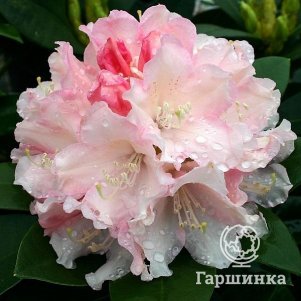 

Рододендрон Дримленд