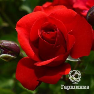 Роза Эвелин Висонт флорибунда, цвет 8 см