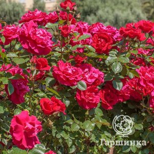 Роза Гримпант Кассандр плетистая, цвет 8 см - фото 1