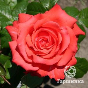 Роза Хольстейнперле чайно-гибридная, цвет 10 см