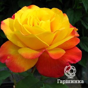 Роза Самба флорибунда, цвет 7 см