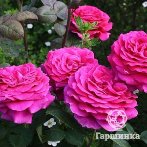 Роза Биг Пепл чайно-гибридная, цвет 12 см