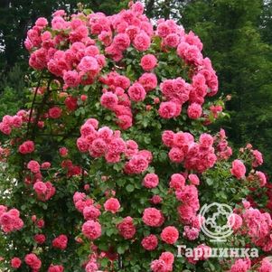 Роза Розариум Ютерсен плетистая, Топалович, цвет 11 см