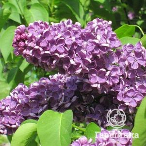 Сирень Аметист