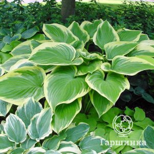 

Хоста Финал Виктори (XL)