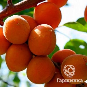 

Абрикос Триумф севера сеяный