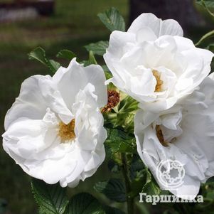 

Роза Бланк Дабл де Куберт