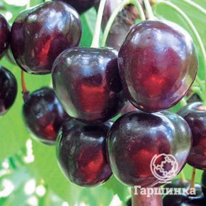 

Черешня Любимица Астахова