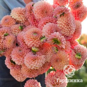 

Георгина Джовей Ники