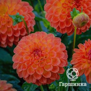 

Георгина Джовей Шанталь