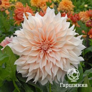 

Георгина Кафе о Лейт (МАКСИ) декоративная