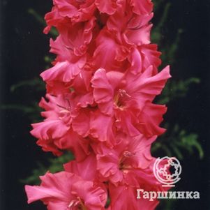 

Гладиолус Еще Не Вечер