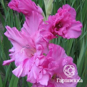 Гладиолус Горная лаванда