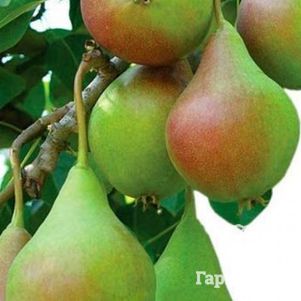 Груша Банановая