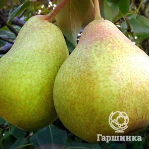 

Груша Сказочная