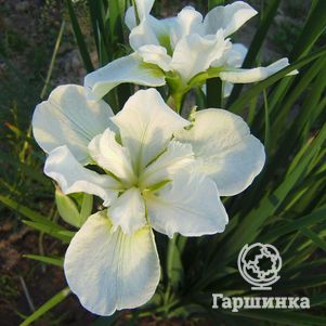 

Ирис сибирский Галлс Винг