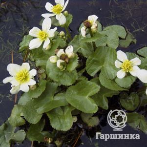 

Калужница болотная Альба