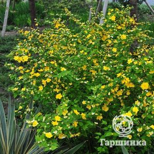 Керрия японская Голден Гвинея