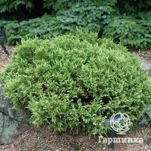 

Кипарисовик горохоплодный Уайт Пигми