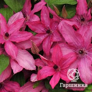 

Клематис Барбара крупноцветковый (3)